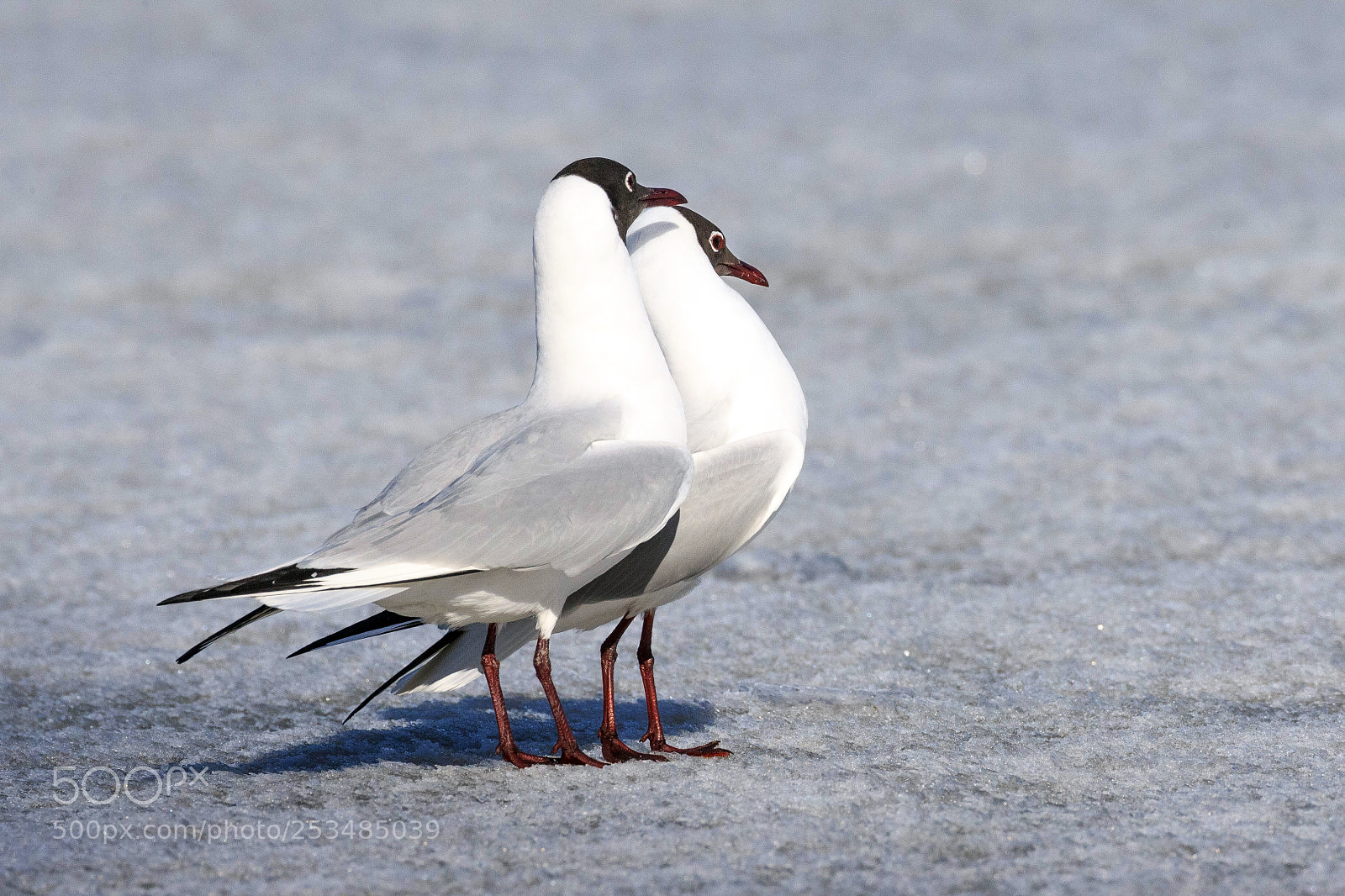 Canon EOS-1D X sample photo. Playing black-headed gulls photography