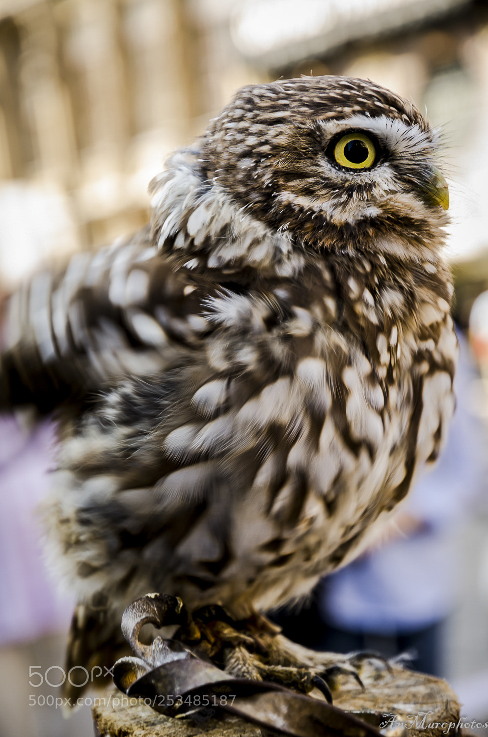 Nikon D7000 sample photo. Chouette photography