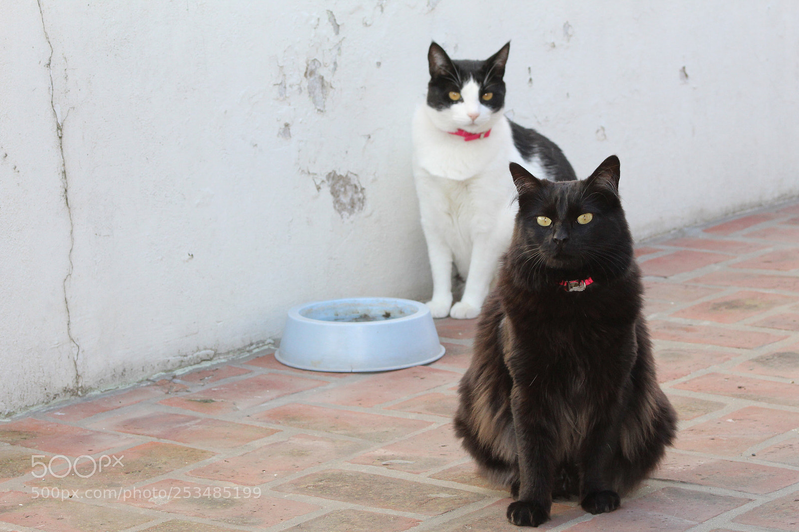 Canon EOS 1200D (EOS Rebel T5 / EOS Kiss X70 / EOS Hi) sample photo. Domestic cats  photography