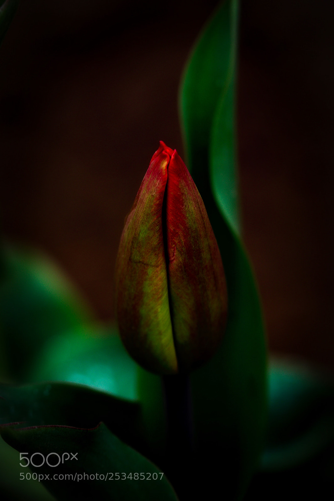 Canon EOS 77D (EOS 9000D / EOS 770D) sample photo. Red bud photography