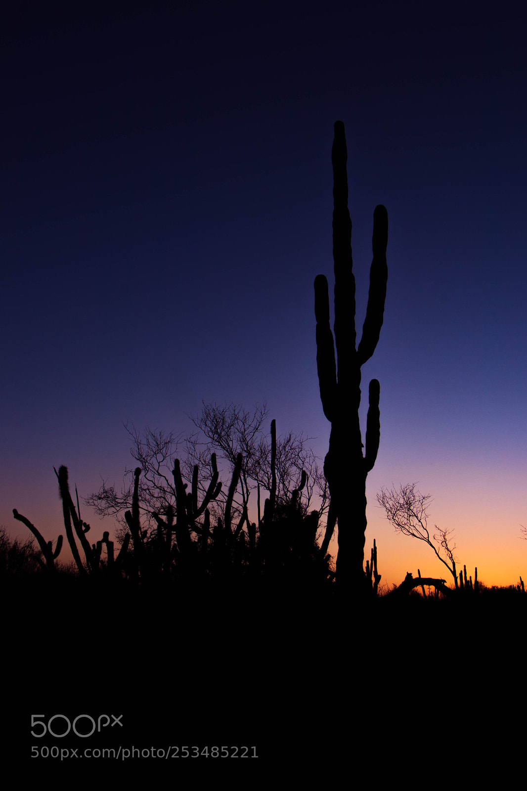 Canon EOS 77D (EOS 9000D / EOS 770D) sample photo. Cactuses photography