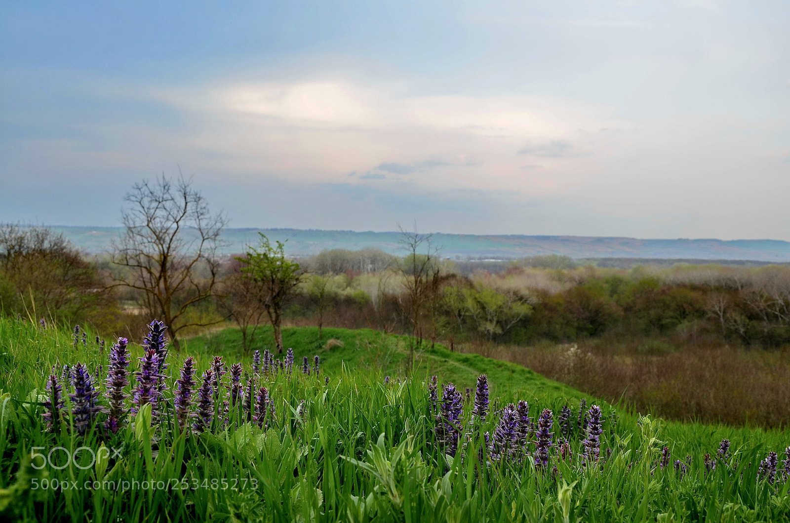 Nikon D5100 sample photo. Spring field photography