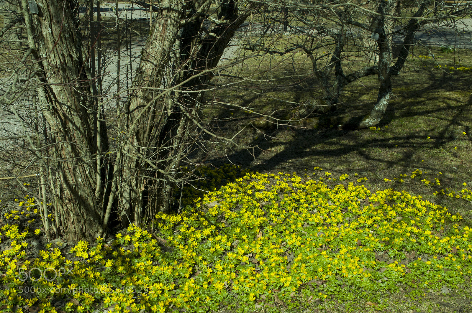 Nikon D700 sample photo. Yellow small flowers growing photography