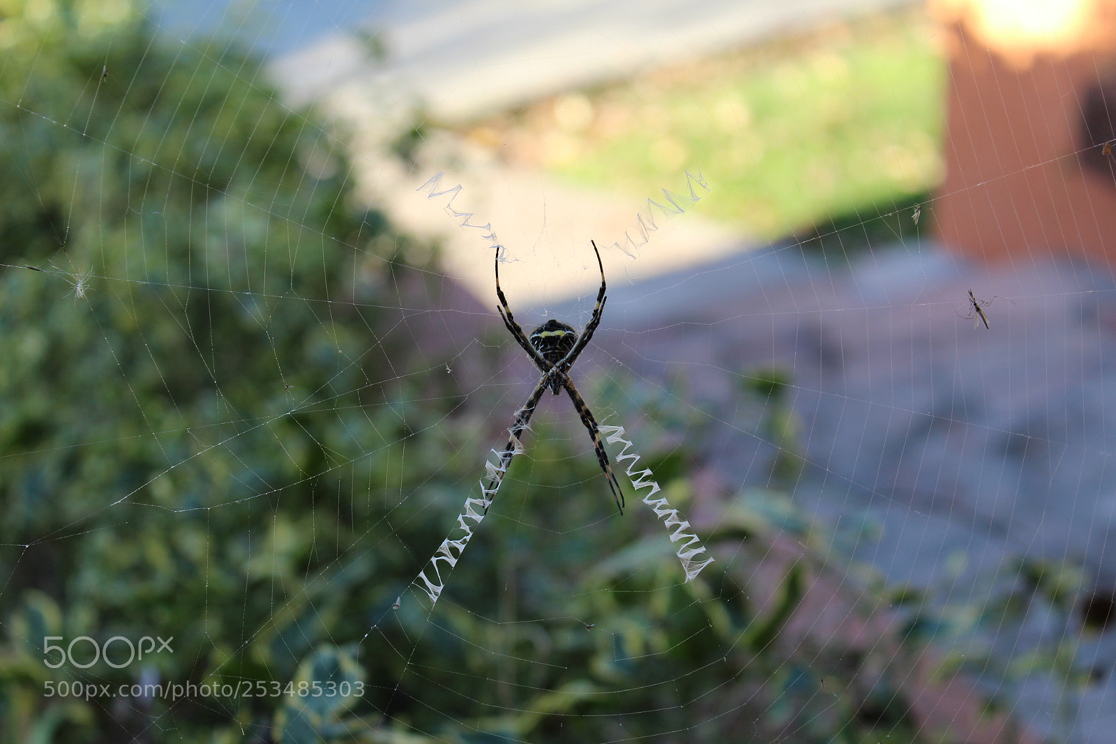 Canon EOS 1200D (EOS Rebel T5 / EOS Kiss X70 / EOS Hi) sample photo. Araña tigre photography