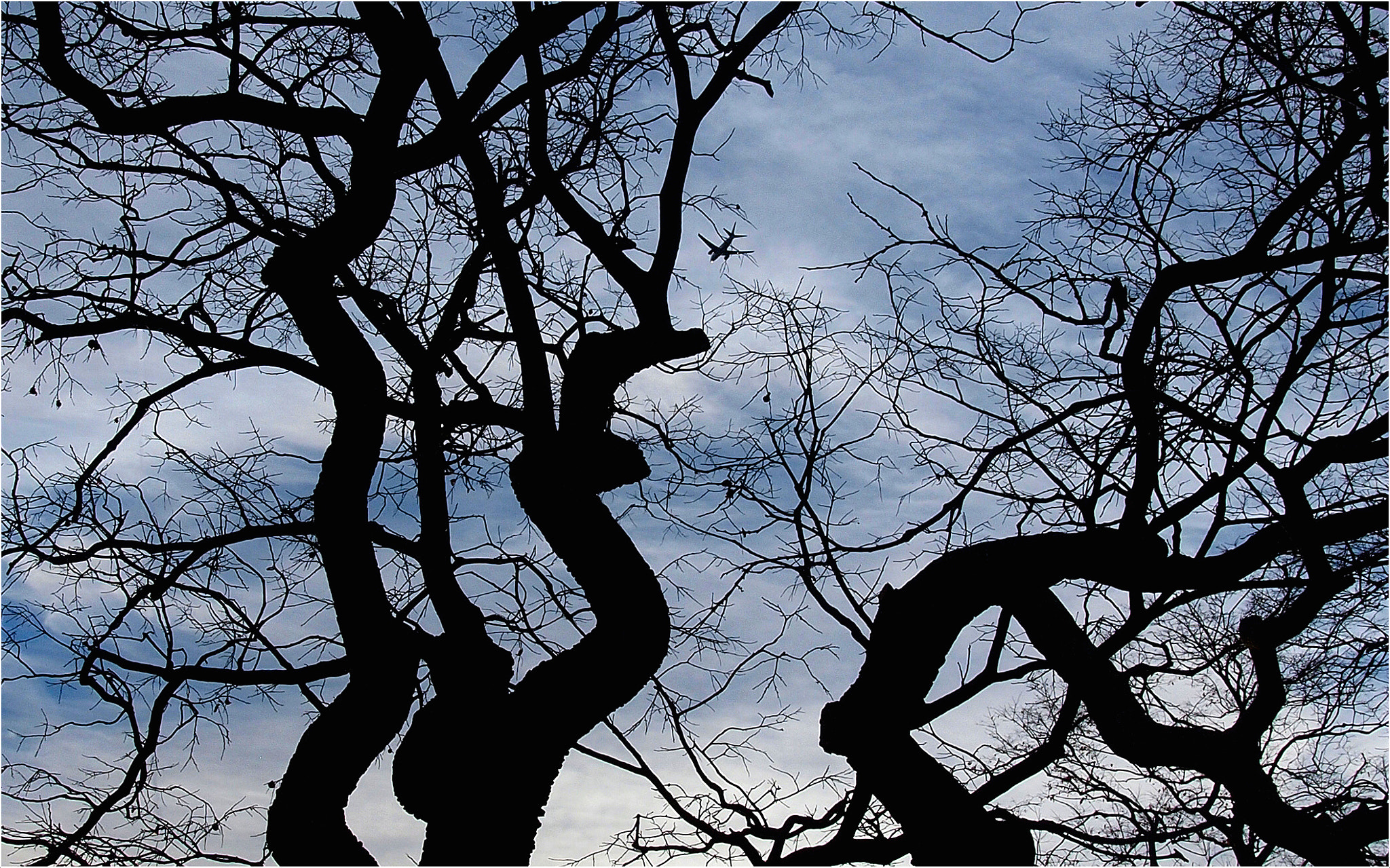 Olympus PEN E-P1 sample photo. Airplane among the branches photography