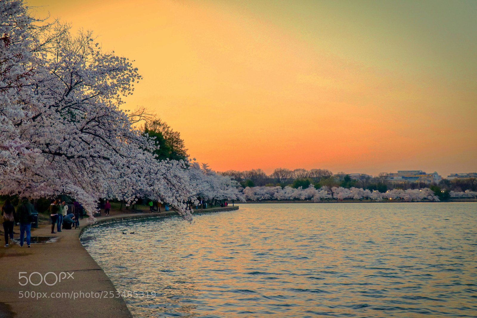Canon EOS 80D sample photo. Tidal basin photography