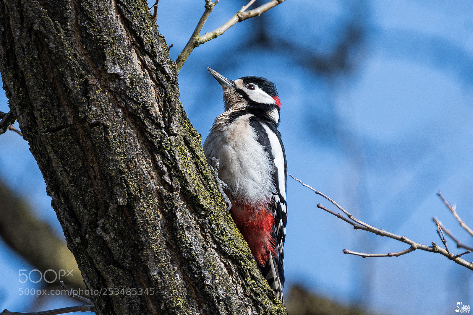 Nikon D500 sample photo. Dendrocopos major photography