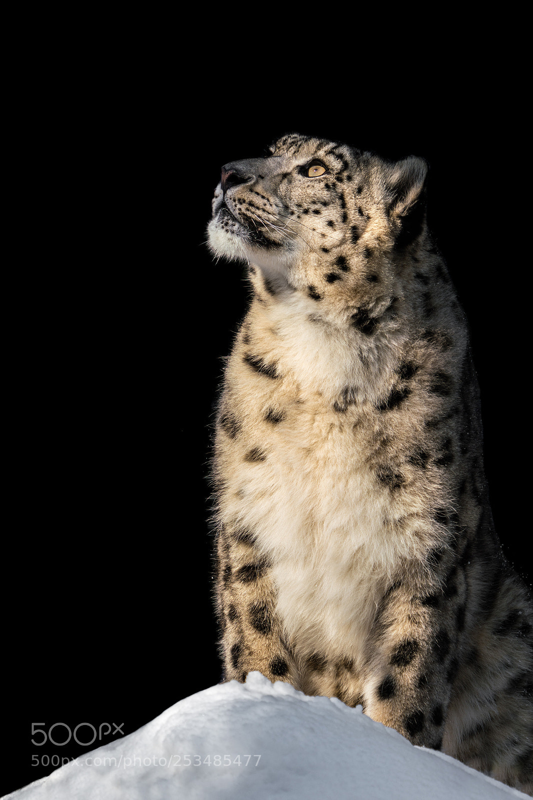 Sony a7R III sample photo. Sunbathing snow leopard v photography