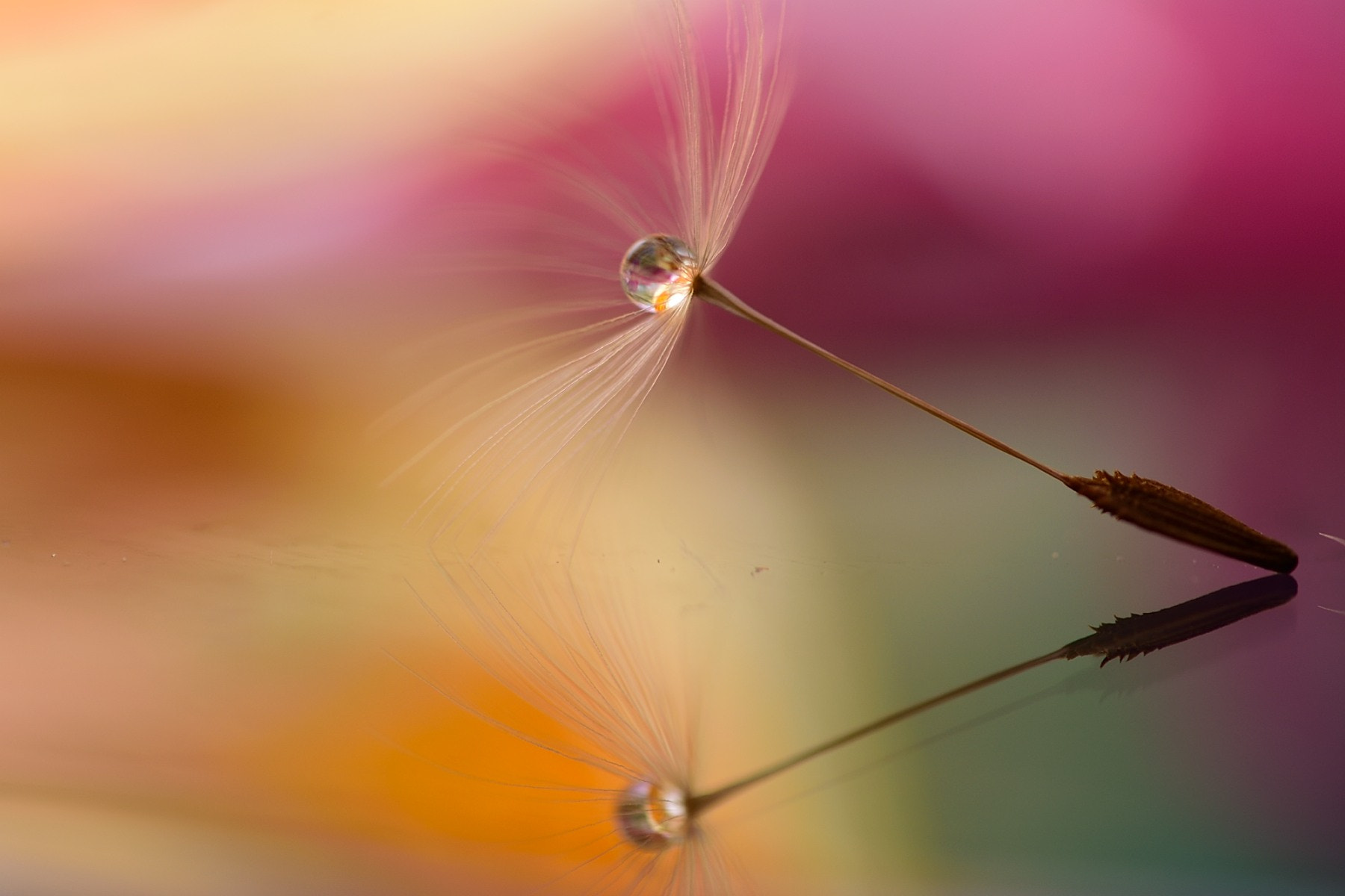 Sigma 105mm F2.8 EX DG OS HSM sample photo. Colori photography