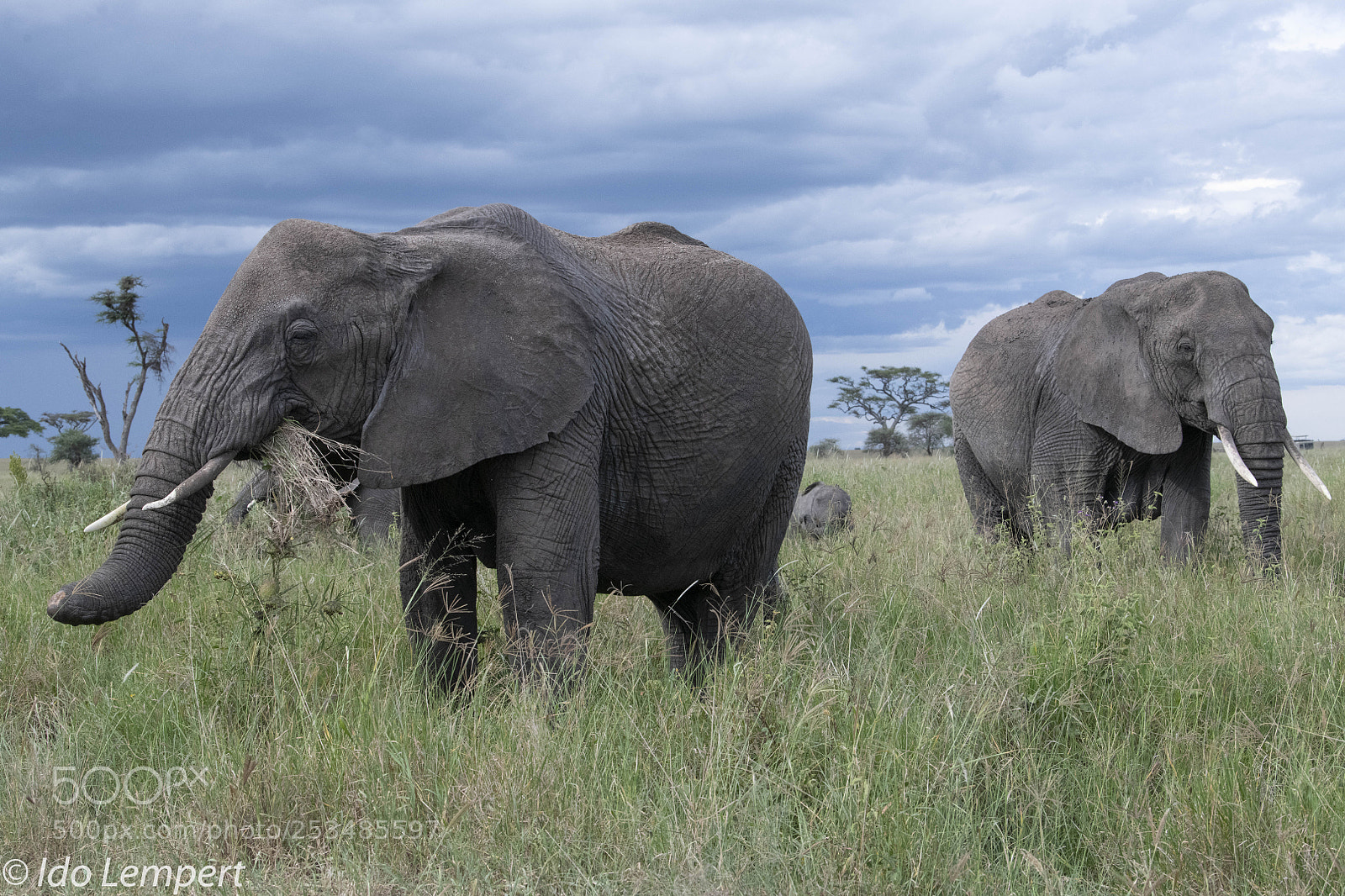 Nikon D850 sample photo. Serengeti photography
