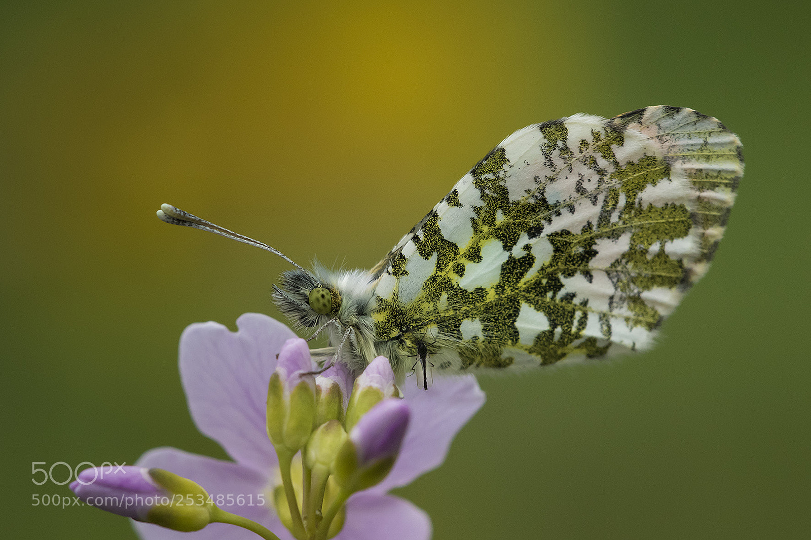 Canon EOS 7D Mark II sample photo. Orange tip photography