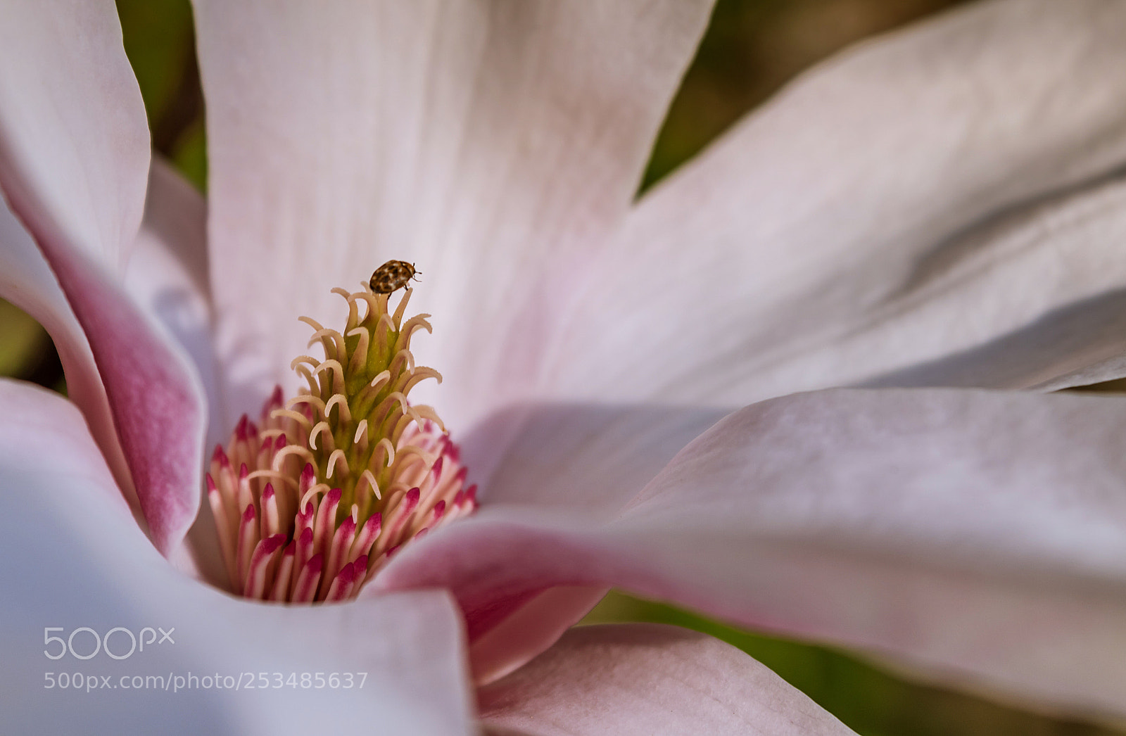 Canon EOS 750D (EOS Rebel T6i / EOS Kiss X8i) sample photo. Magnolia photography