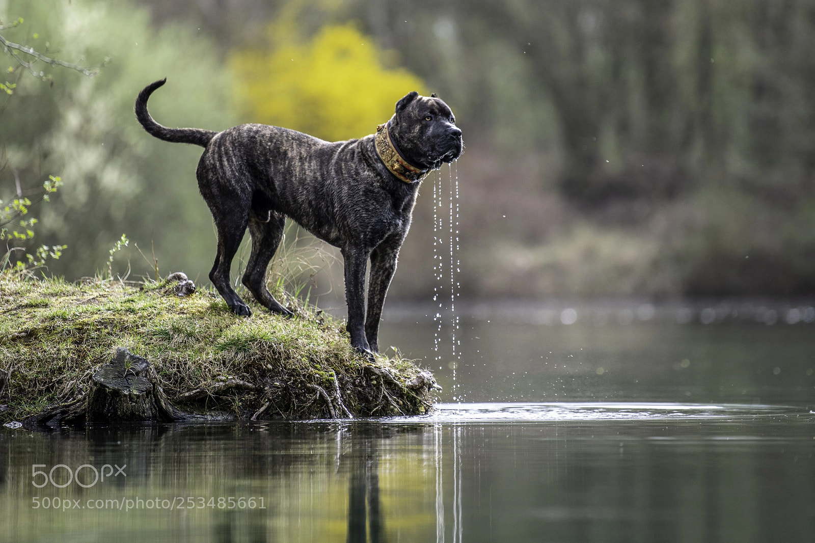 Nikon D850 sample photo. Nino likes the water photography
