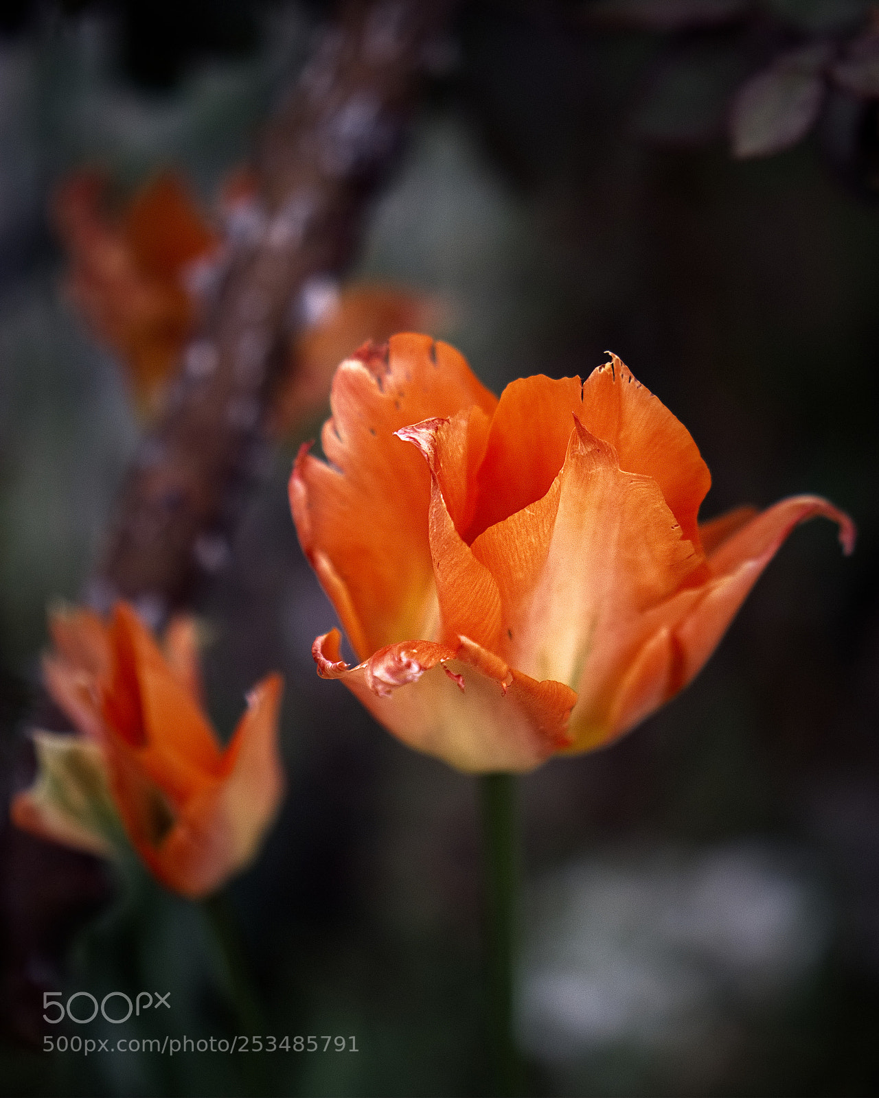 Panasonic Lumix DC-GH5 sample photo. *** photography