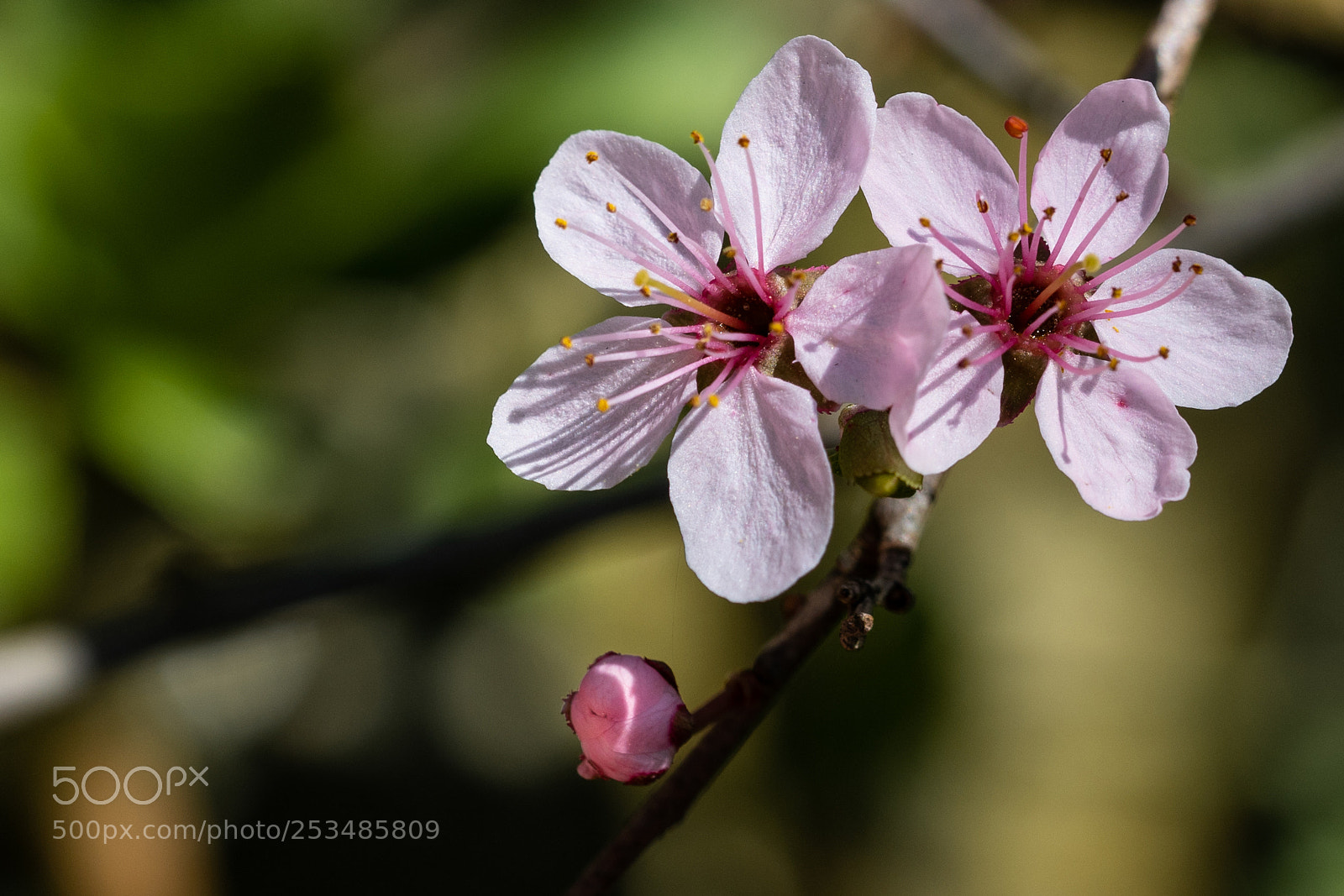 Sony a7R III sample photo. Plumtree photography