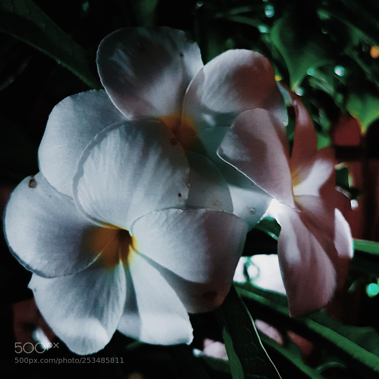 Samsung Galaxy S7 sample photo. Flower at night photography
