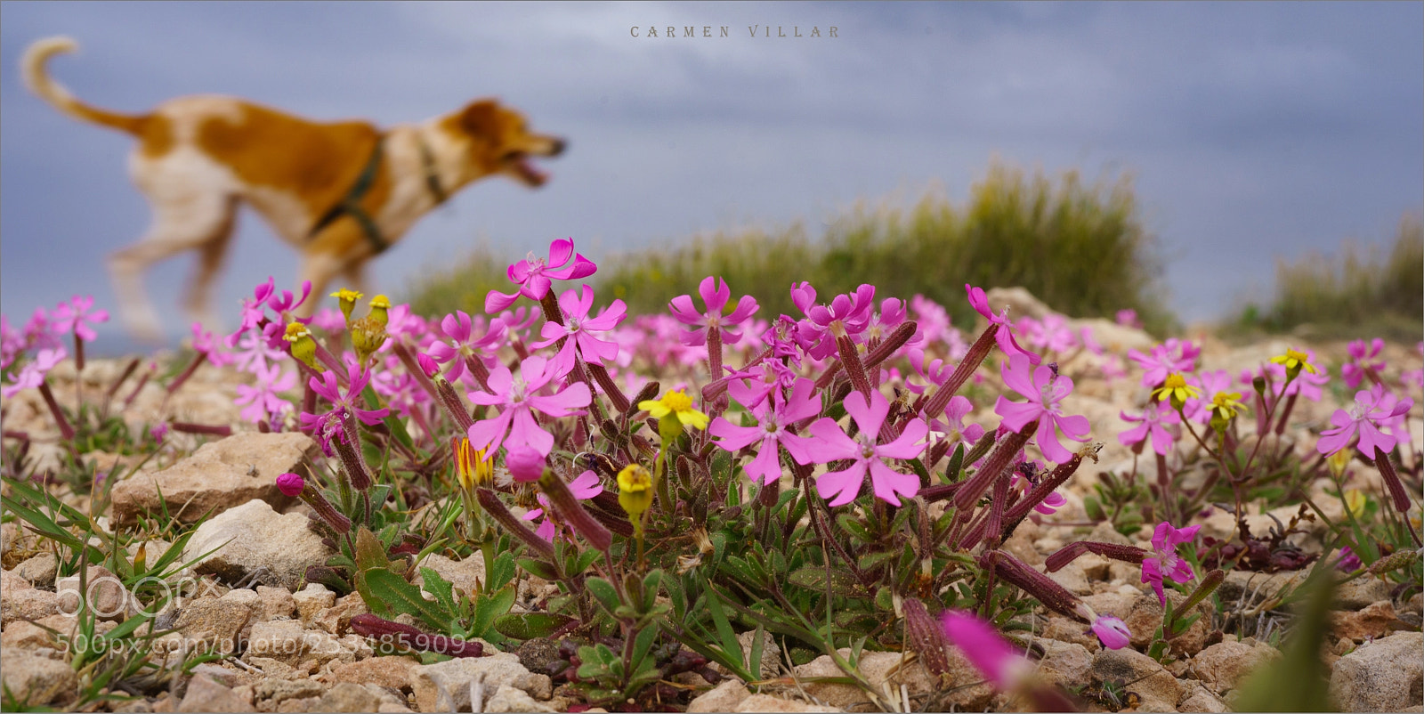 Sony a7R sample photo. Springtime photography
