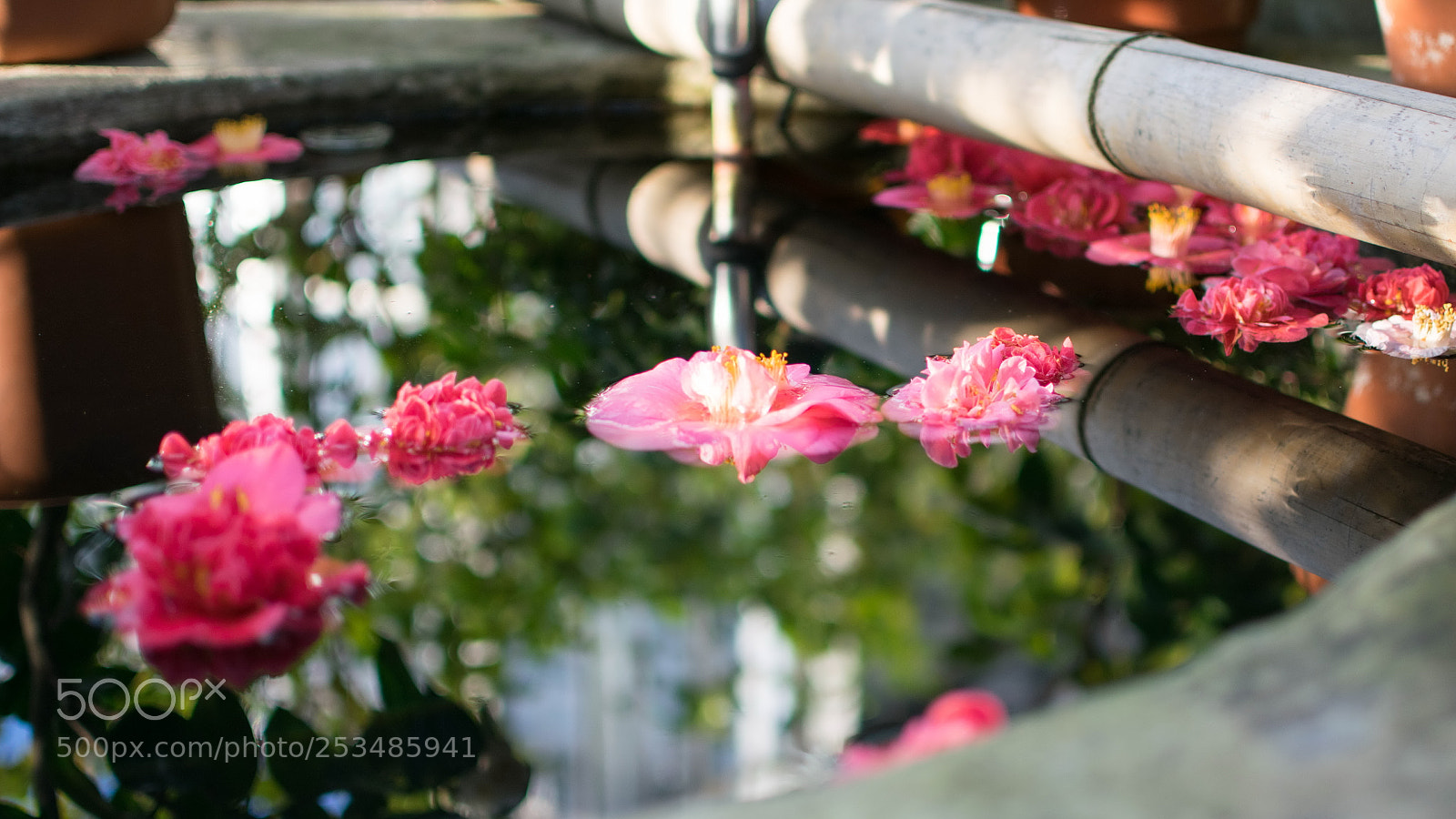 Nikon D5300 sample photo. Flower photography