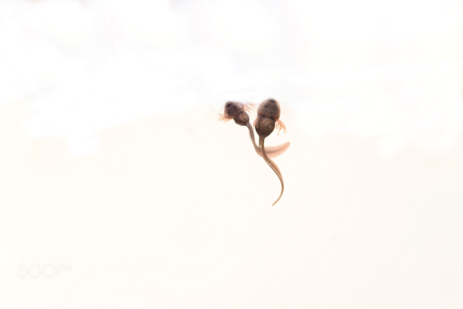 Nikon D610 sample photo. Other kind of love! photography