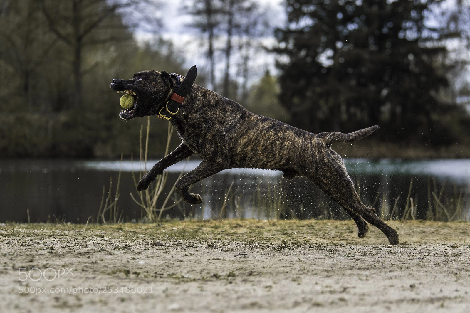 Nikon D850 sample photo. Nino likes to play photography