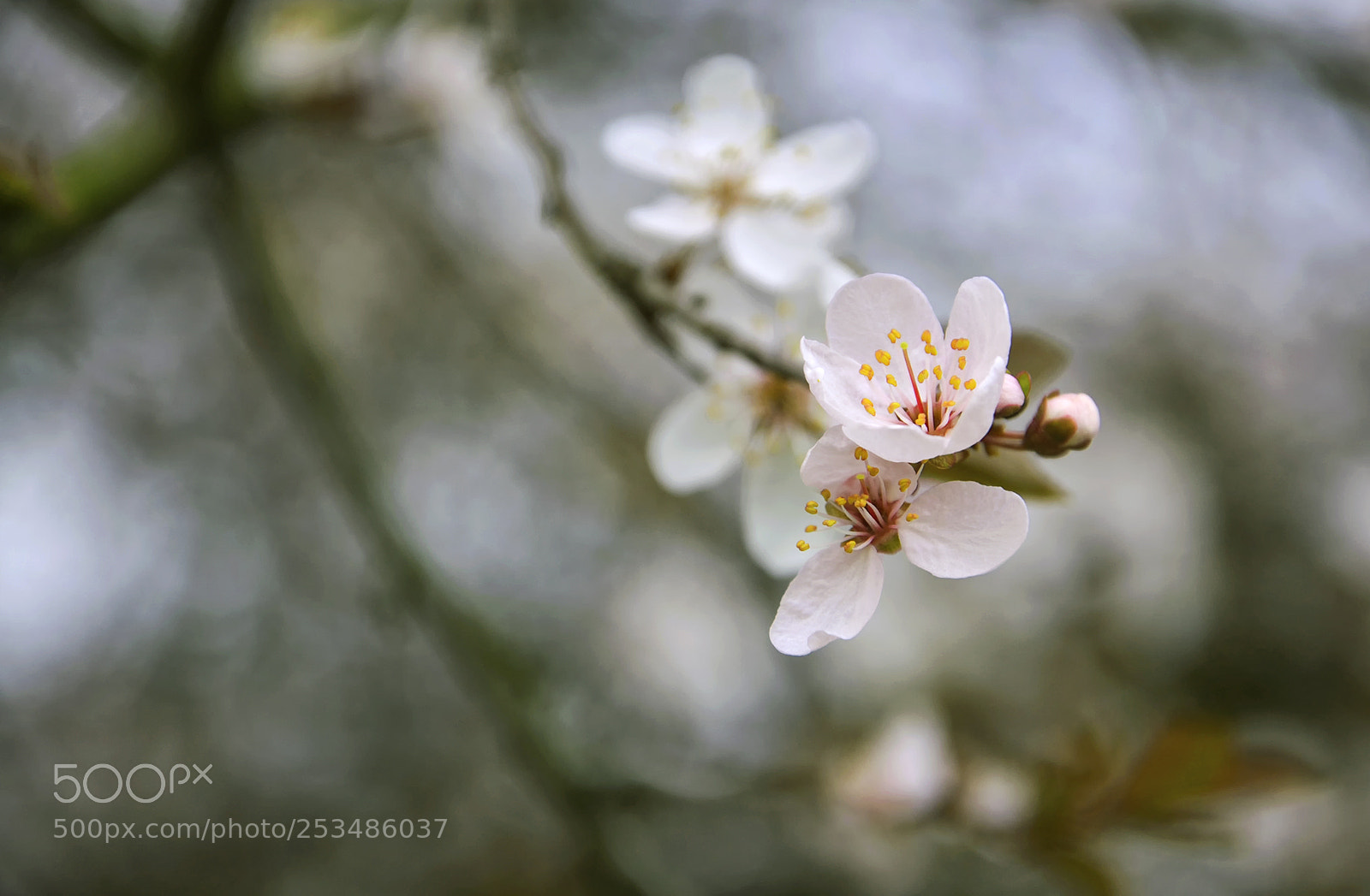 Nikon D7000 sample photo. Spring photography