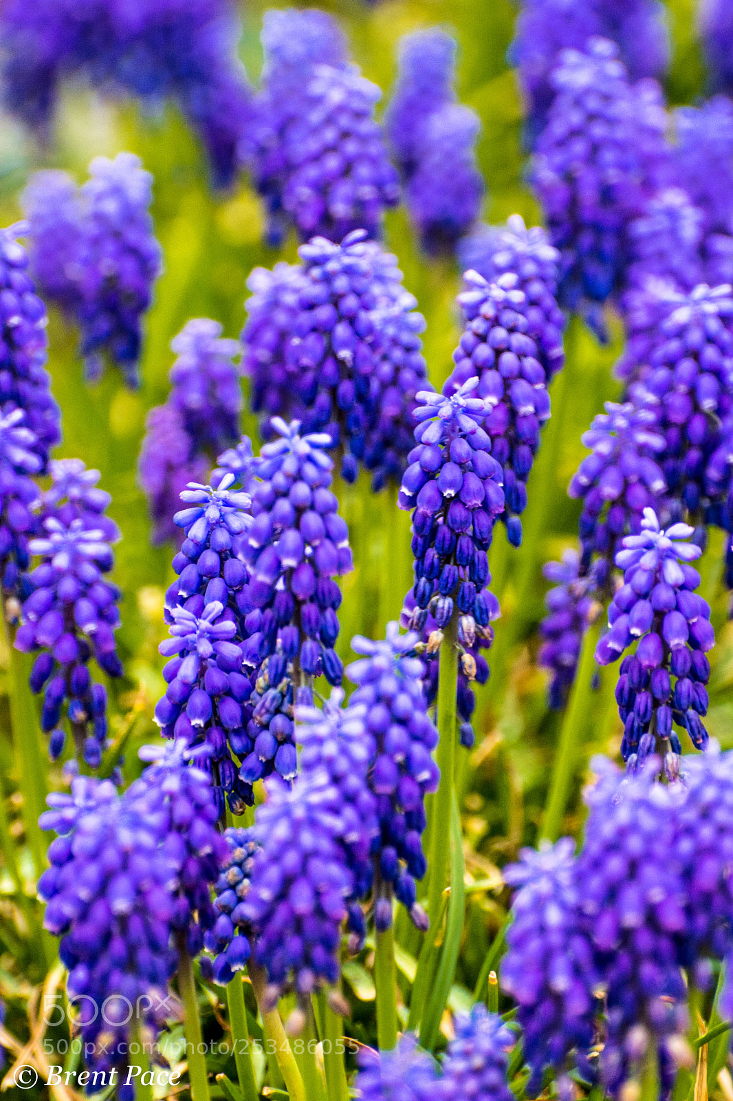 Nikon D7100 sample photo. Purple flowers photography