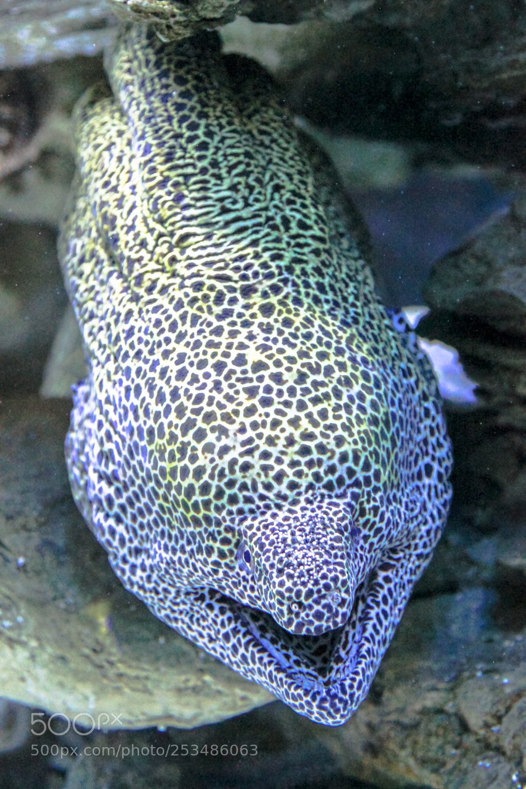 Canon EOS 550D (EOS Rebel T2i / EOS Kiss X4) sample photo. Leopard moray eel photography