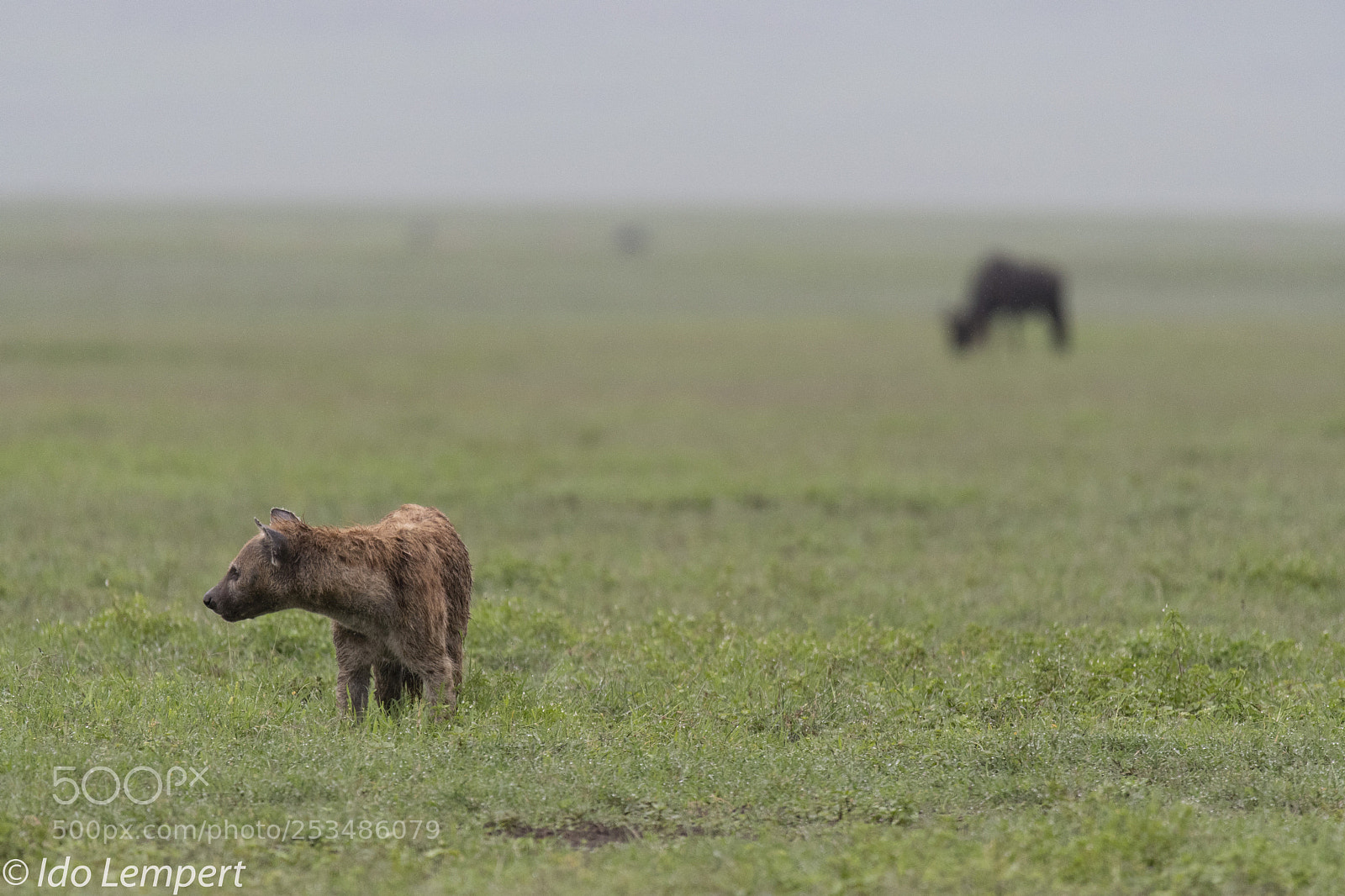 Nikon D500 sample photo. The hyaena photography