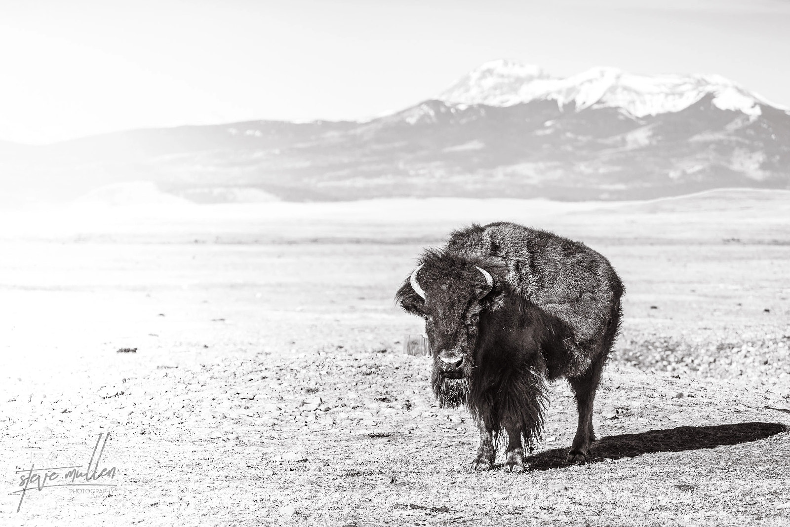 Sony a7R III sample photo. Colorado bison in b photography