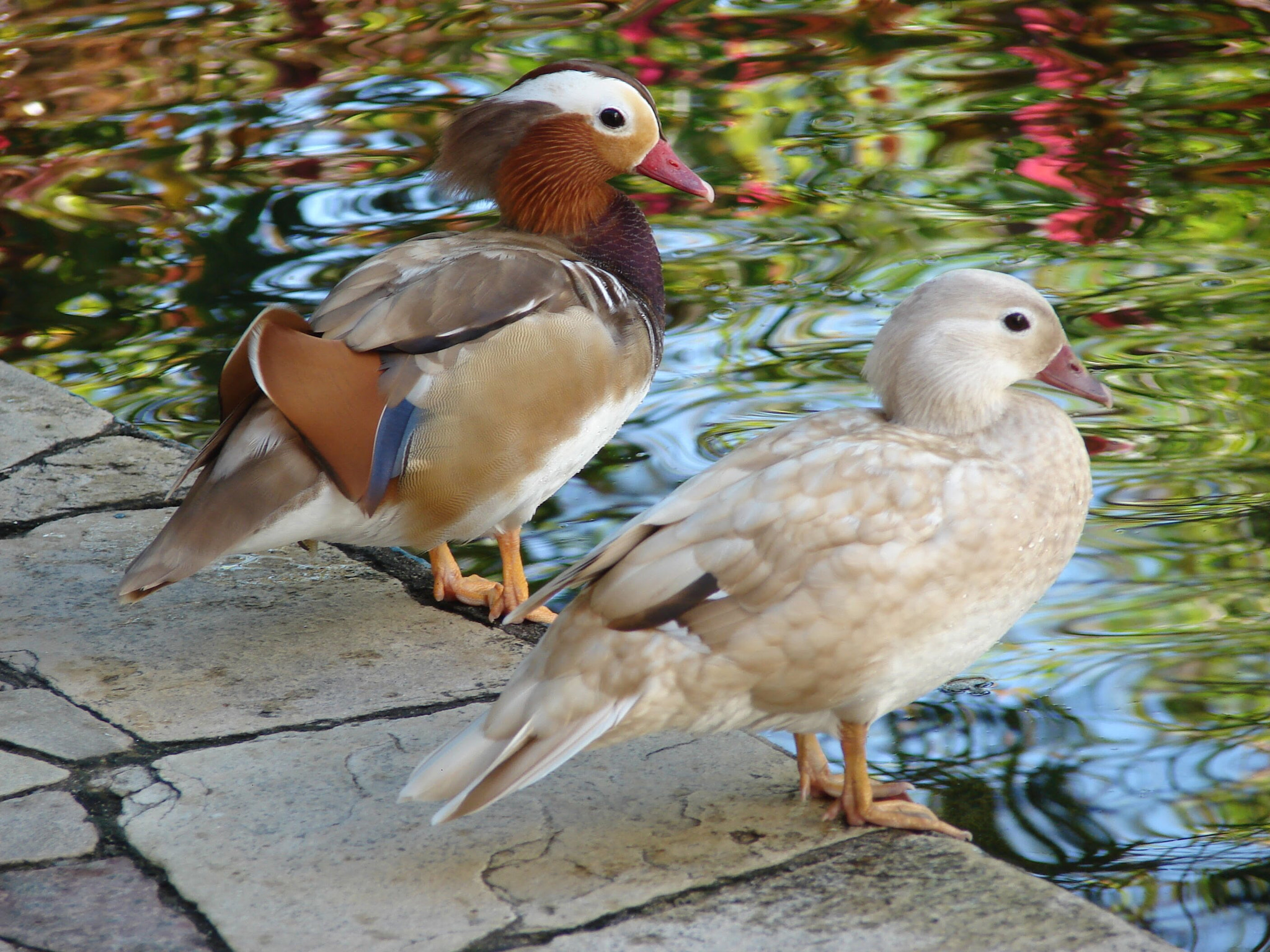 Sony DSC-H2 sample photo. Ducks photography