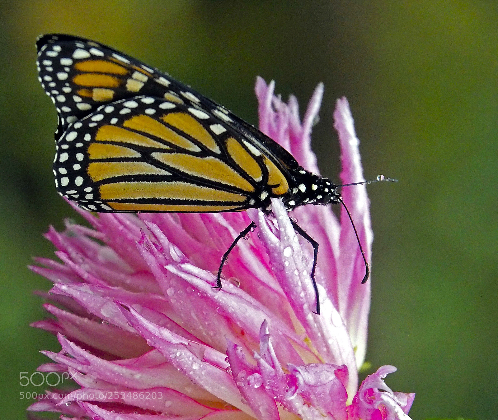 Olympus OM-D E-M5 II sample photo. Butterfly with drop of photography