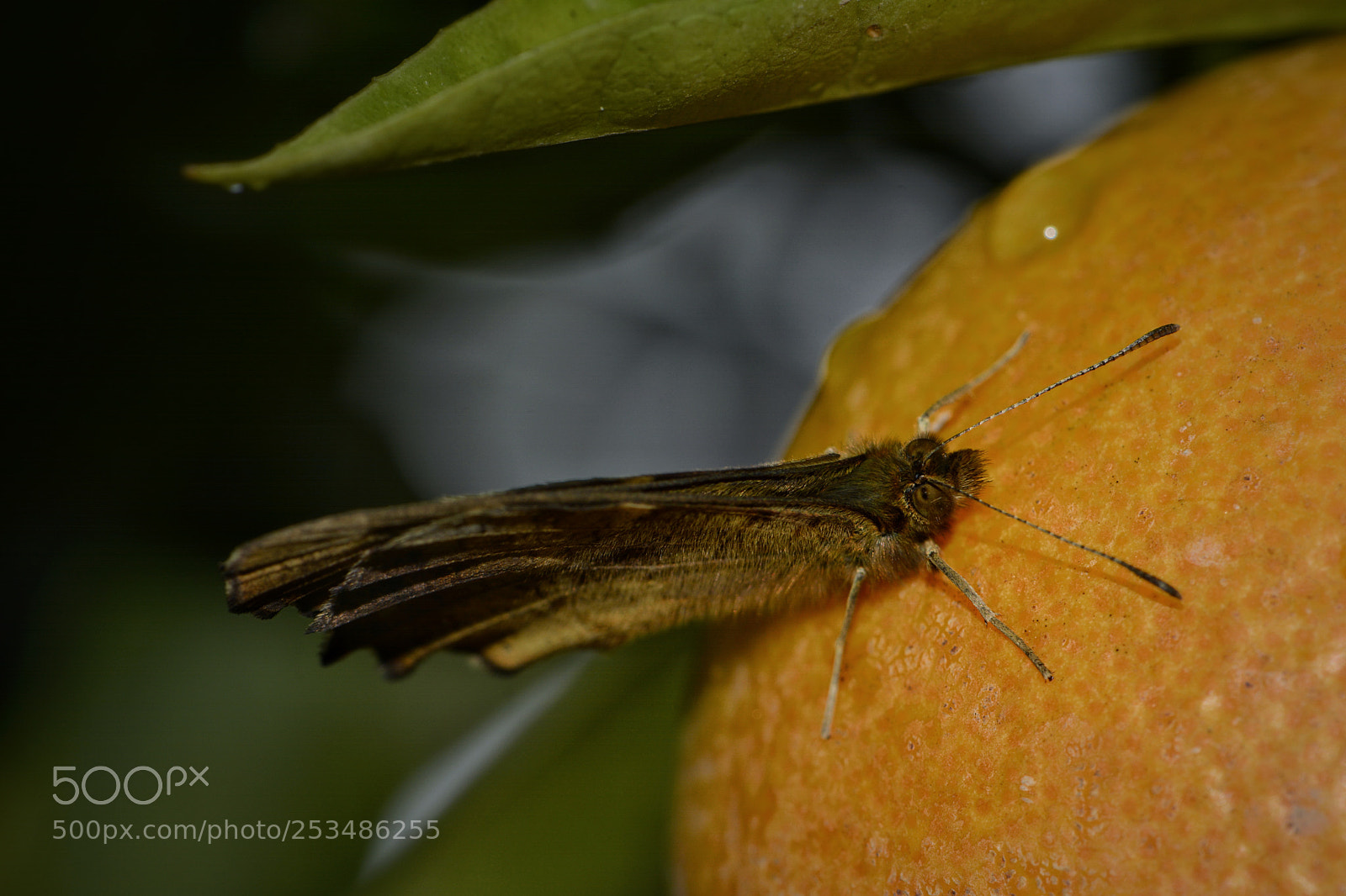 Nikon D7100 sample photo. It's raining photography