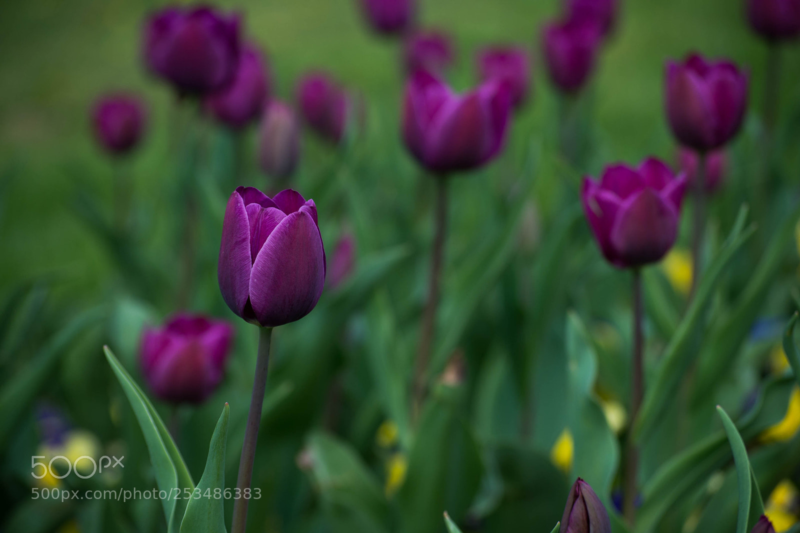 Nikon D610 sample photo. Tulips. photography