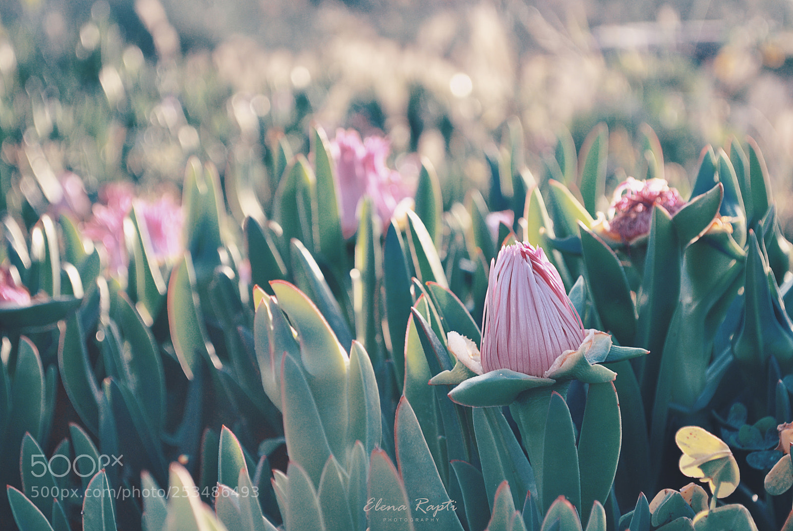 Nikon D3000 sample photo. Carpobrotus.... photography
