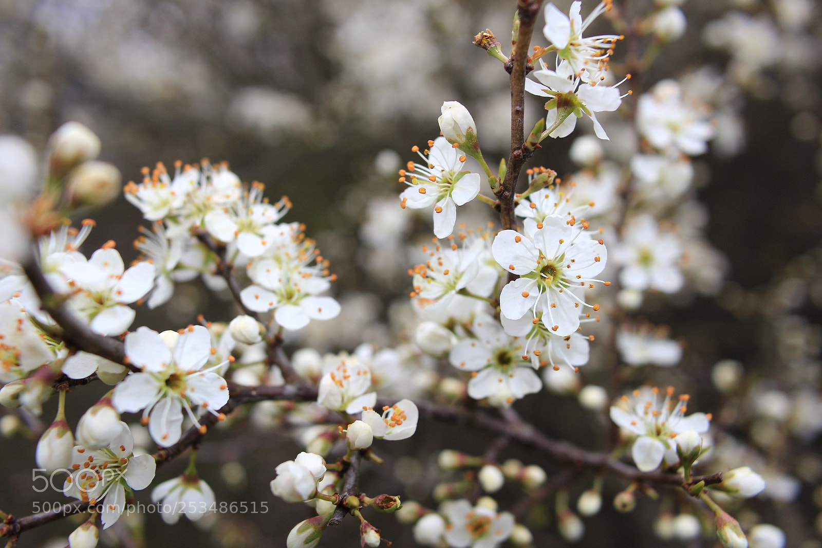 Canon EOS 100D (EOS Rebel SL1 / EOS Kiss X7) sample photo. A blooming spring photography