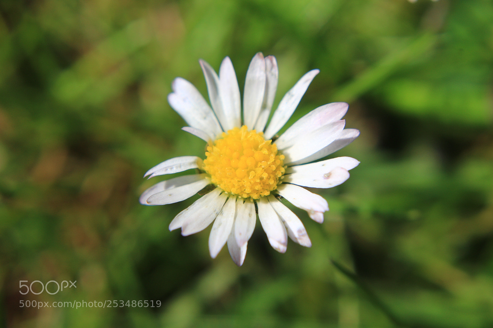Canon EOS 100D (EOS Rebel SL1 / EOS Kiss X7) sample photo. Blooming daisy photography