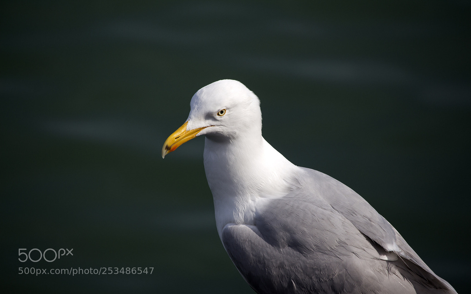 Canon EOS 650D (EOS Rebel T4i / EOS Kiss X6i) sample photo. Gull in dover photography