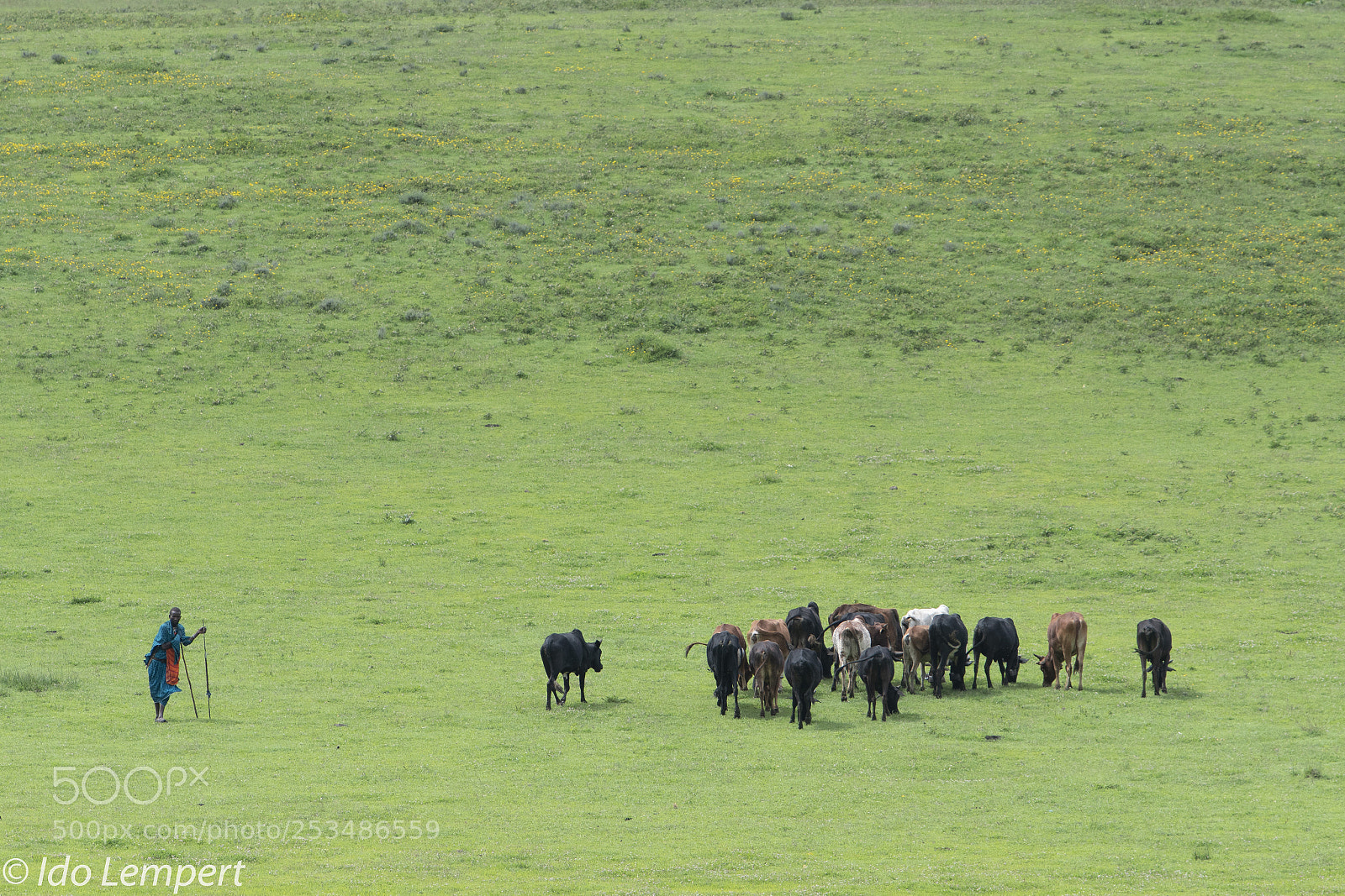 Nikon D500 sample photo. The shepherd photography