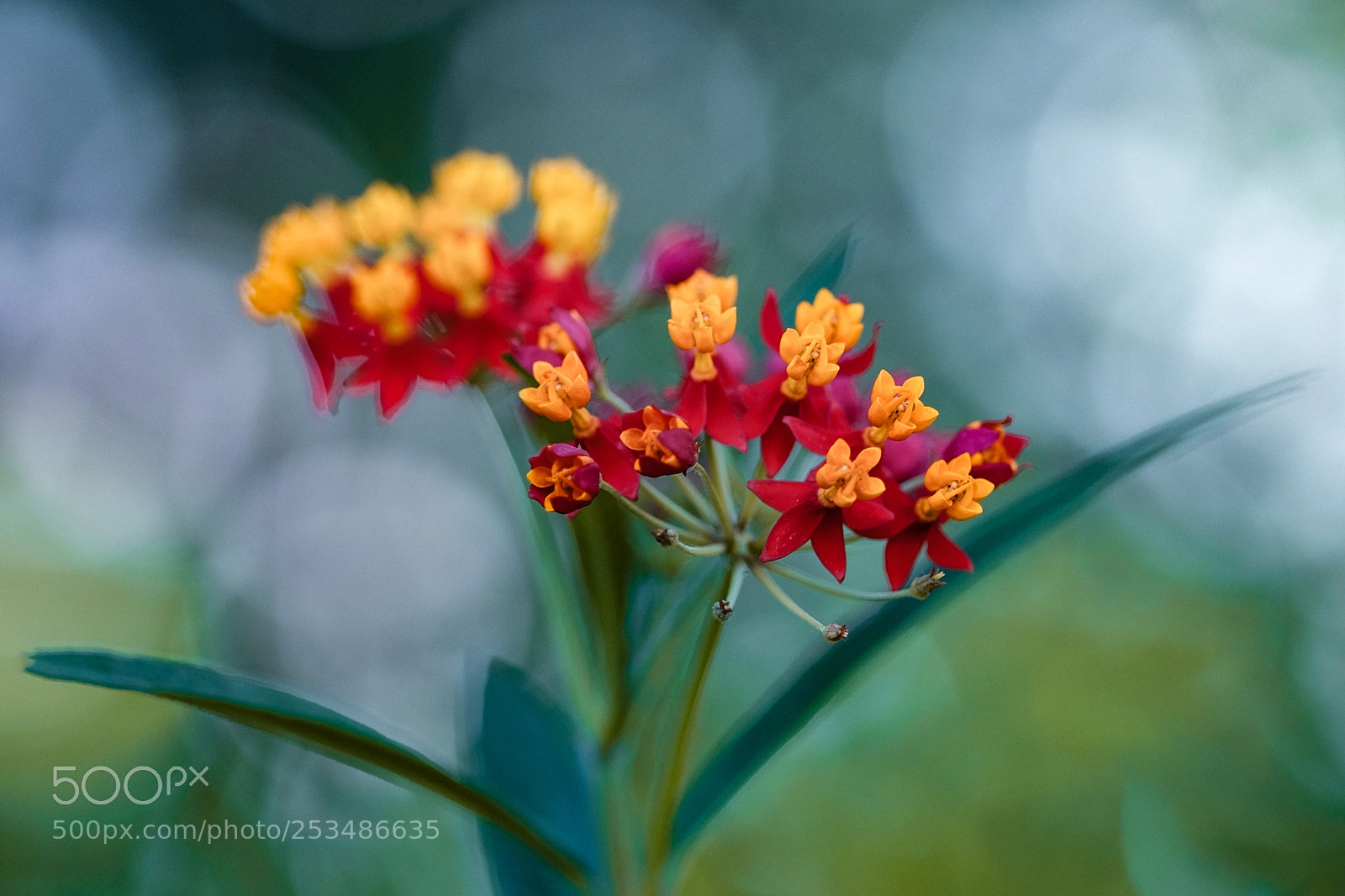 Fujifilm X-E2 sample photo. Colors photography