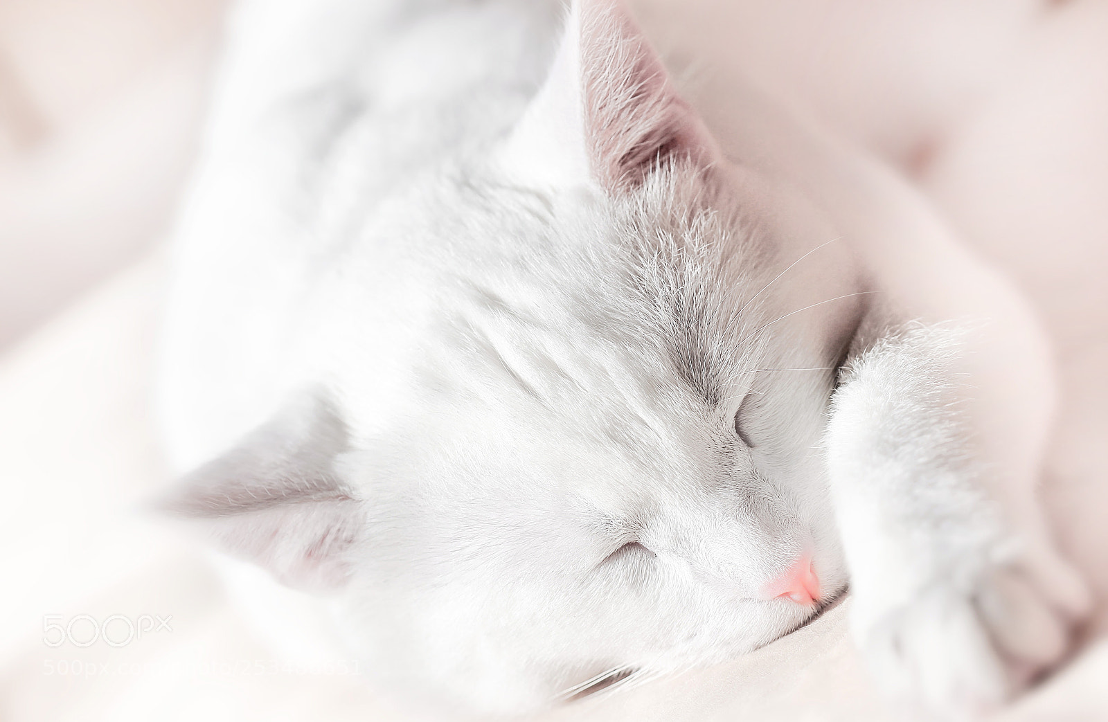 Canon EOS 550D (EOS Rebel T2i / EOS Kiss X4) sample photo. Sleeping white kitten photography