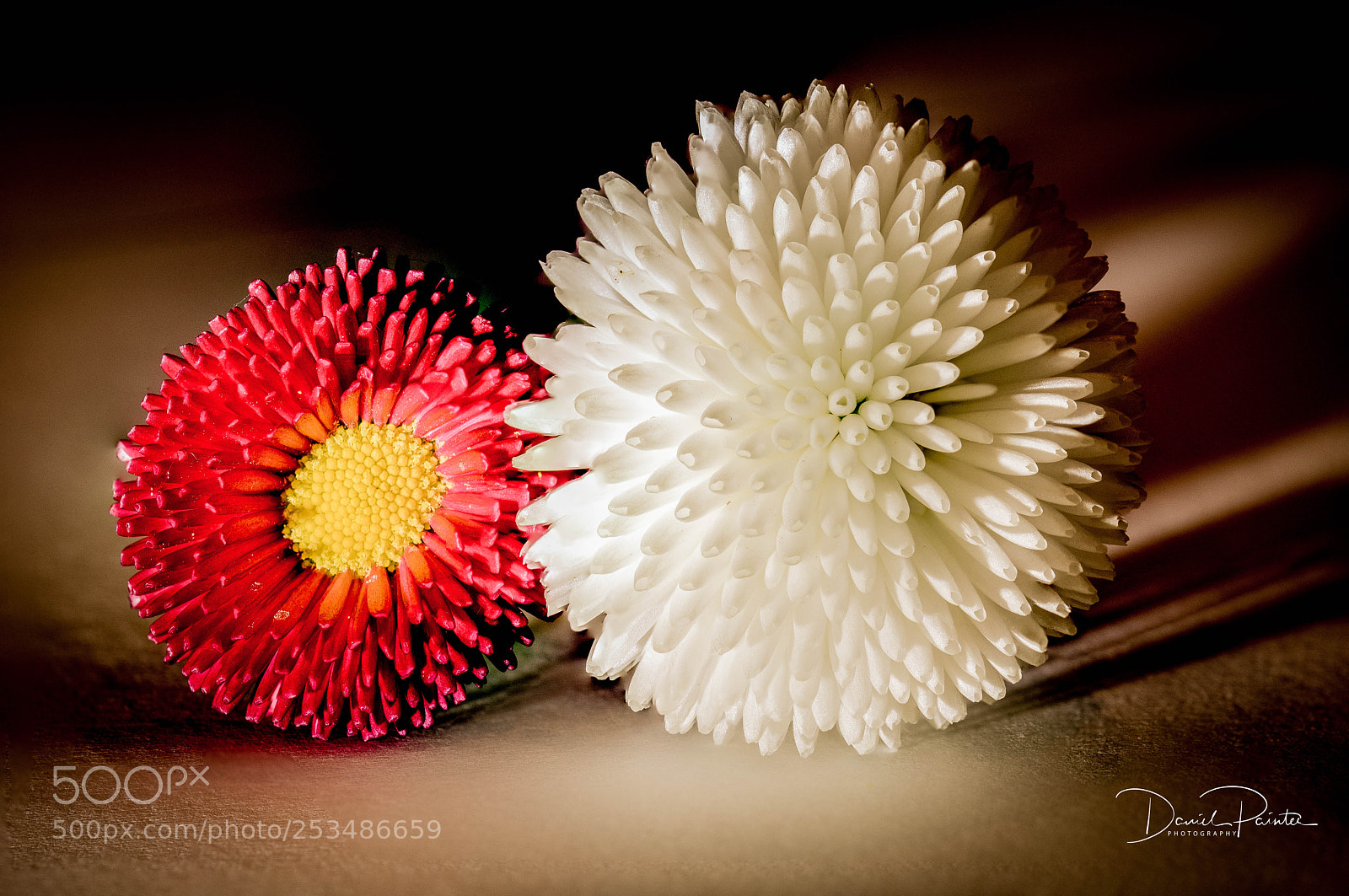 Nikon D5500 sample photo. Flower power photography