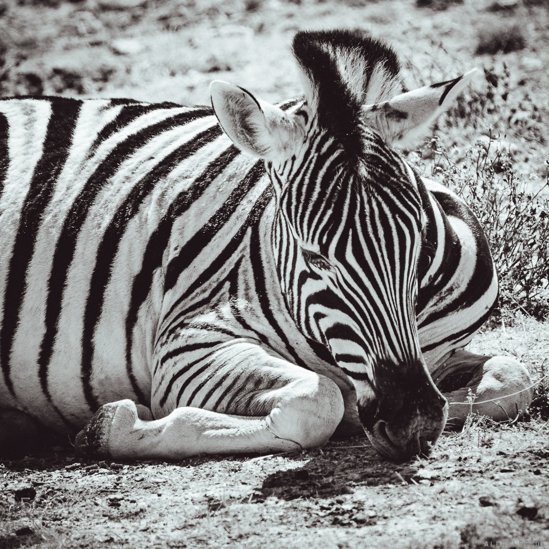 Canon EOS 7D Mark II sample photo. When black white meets photography