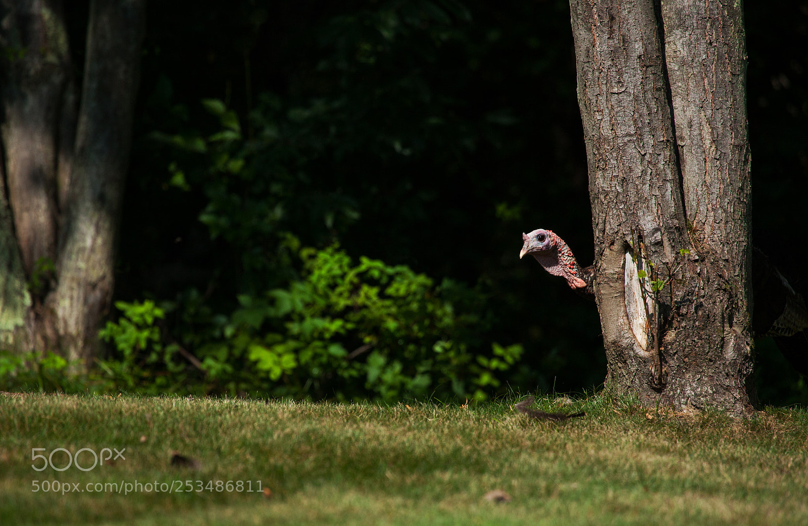 Canon EOS 5D Mark II sample photo. Peek a boo turkey photography