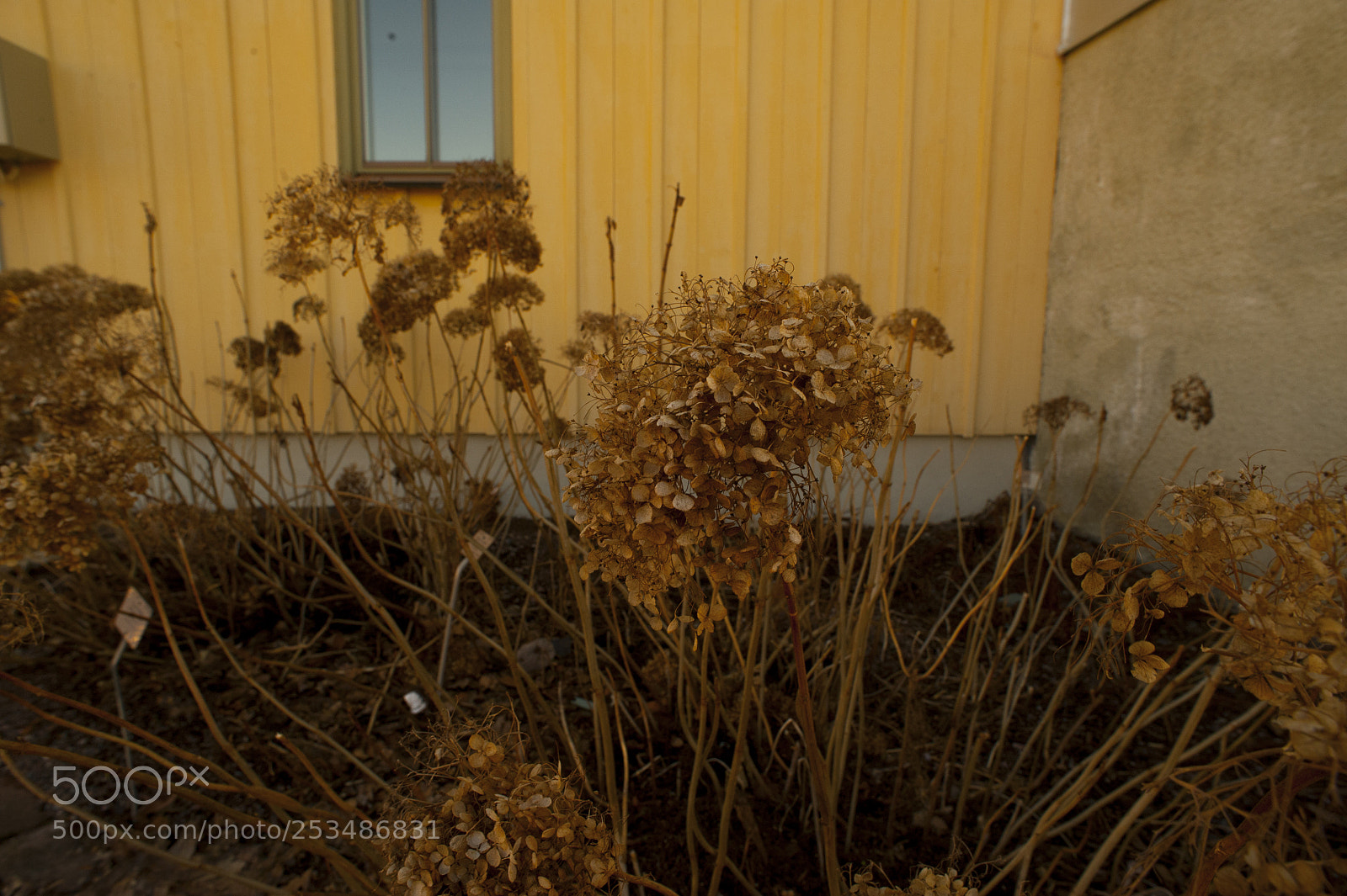 Nikon D700 sample photo. Dryed plants in the photography
