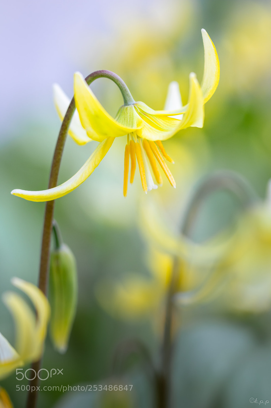Canon EOS 80D sample photo. Erythronium photography