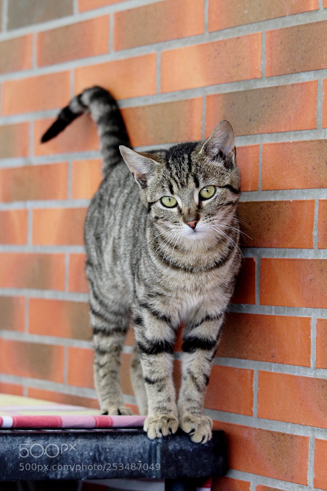 Canon EOS 1300D (EOS Rebel T6 / EOS Kiss X80) sample photo. Cute ♥ photography