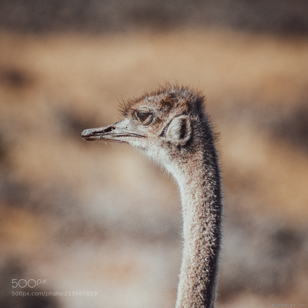 Canon EOS 7D Mark II sample photo. Close-up of the ostrich photography