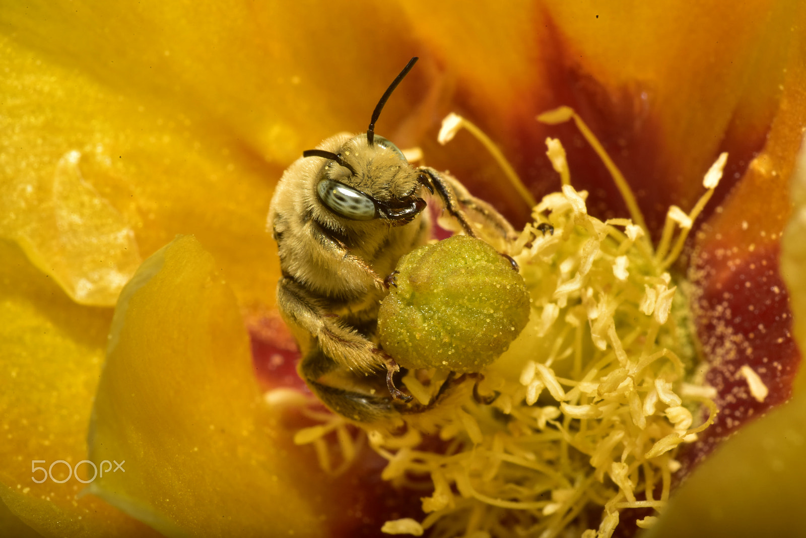 Nikon D810 + Nikon AF Micro-Nikkor 60mm F2.8D sample photo. Guardian of the treasure photography