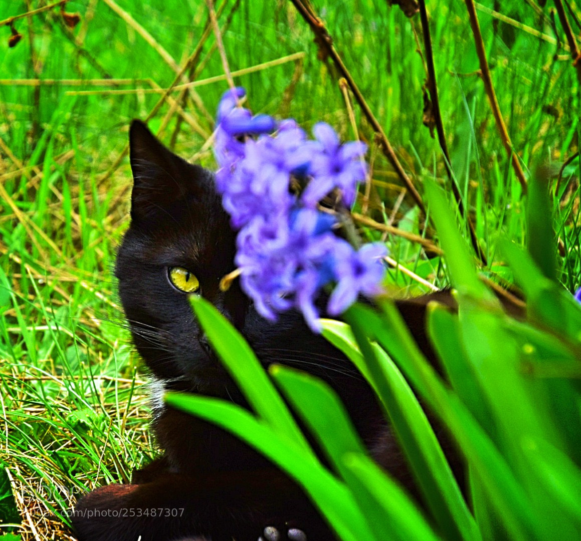 Nikon D5300 sample photo. Versteckspiel! photography