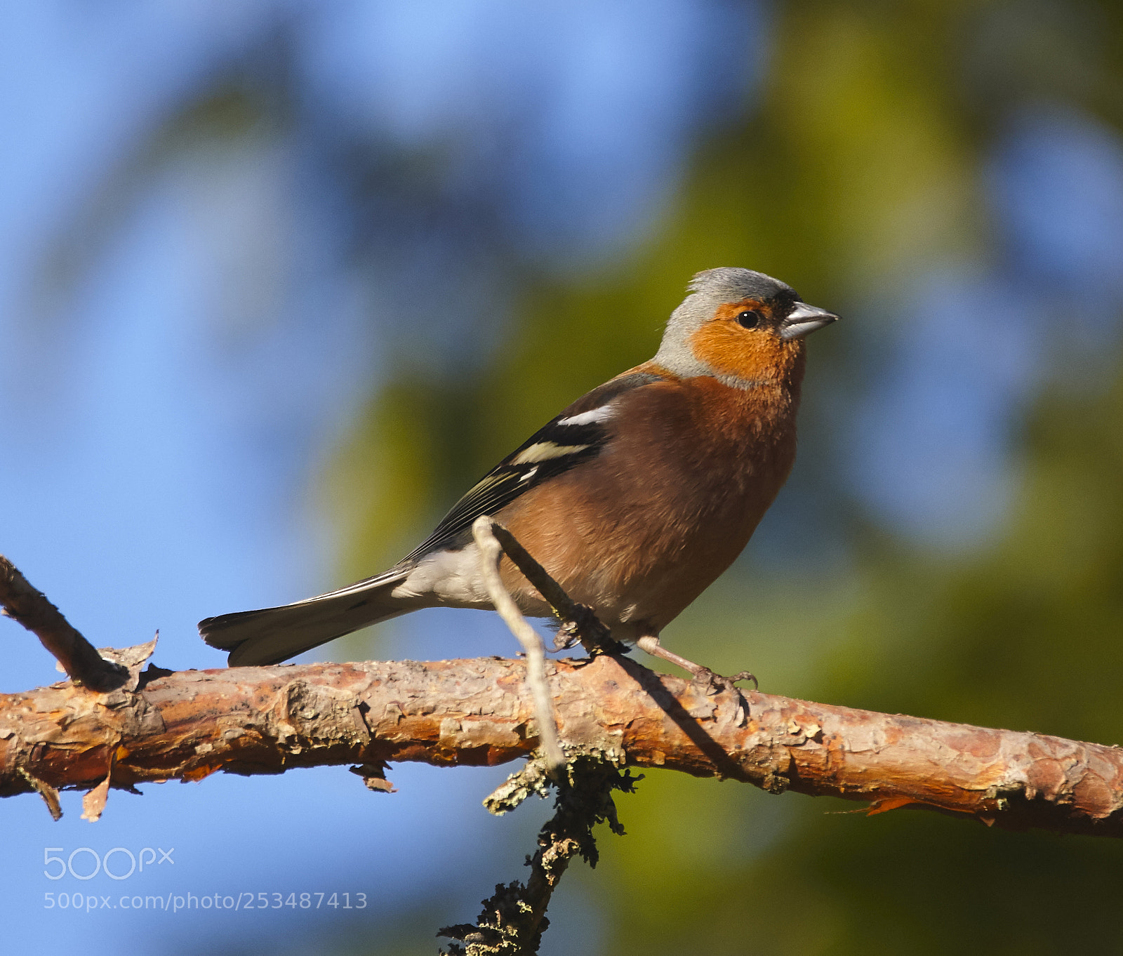 Canon EOS-1D Mark III sample photo. Peippo photography